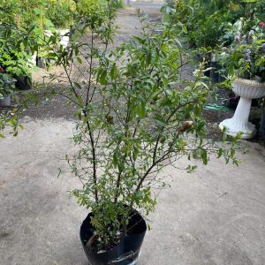 Chậu cây lựu Thái đang hoa trái