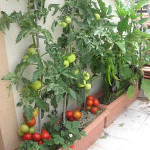 Chậu cây cà chua Beef lớn đang sẵn nhiều trái