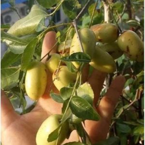 Cây giống hồng táo quả dài Tiger Tooth