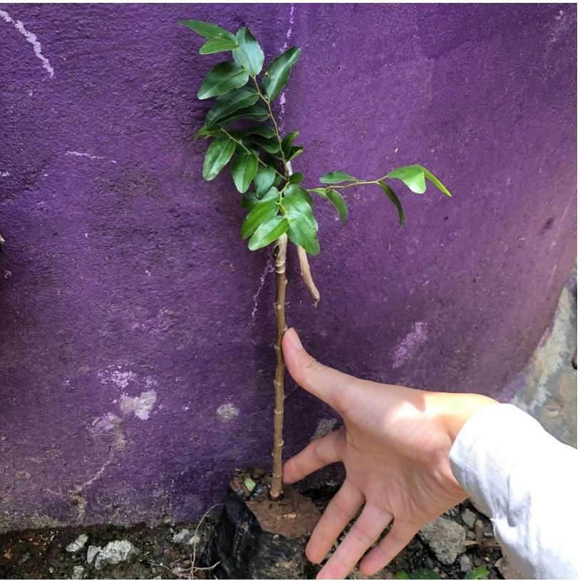 Cây giống hồng táo - táo tàu Dongzao chịu nhiệt 47,6 độ C, thu trái tháng 9-10 hàng năm