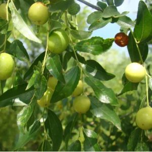 Cây giống hồng táo - táo tàu Dongzao chịu nhiệt 47,6 độ C, thu trái tháng 9-10 hàng năm