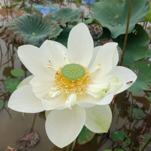 [Chỉ giao hoả tốc] Chậu cây giống hoa sen sữa dừa màu trắng nhuỵ xanh