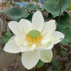 [Chỉ giao hoả tốc] Chậu cây giống hoa sen sữa dừa màu trắng nhuỵ xanh