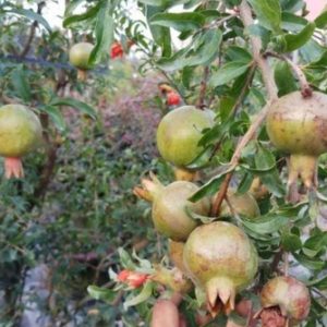 Chậu cây lựu Thái đang hoa trái