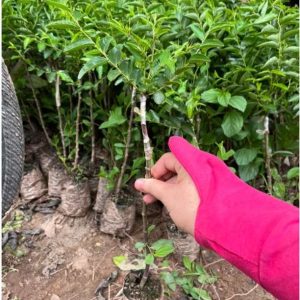 Cây giống hồng táo quả dài Tiger Tooth