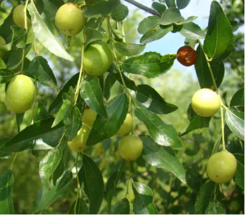 Cây giống hồng táo - táo tàu Dongzao chịu nhiệt 47,6 độ C, thu trái tháng 9-10 hàng năm