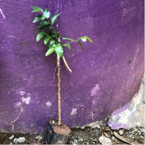 Cây giống hồng táo - táo tàu Dongzao chịu nhiệt 47,6 độ C, thu trái tháng 9-10 hàng năm