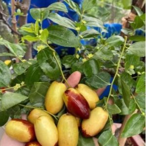 Cây giống hồng táo quả dài Tiger Tooth