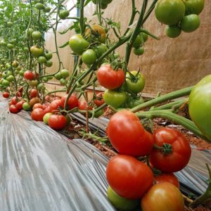 Chậu cây cà chua Beef lớn đang sẵn nhiều trái