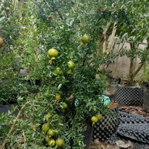 Chậu cây lựu Thái đang hoa trái