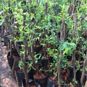 Cây giống hồng táo - táo tàu Dongzao chịu nhiệt 47,6 độ C, thu trái tháng 9-10 hàng năm