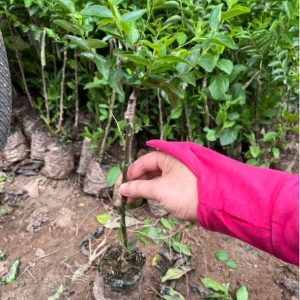 Cây giống hồng táo quả dài Tiger Tooth