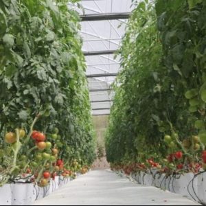 Chậu cây cà chua Beef lớn đang sẵn nhiều trái