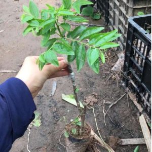 Cây giống hồng táo - táo tàu Dongzao chịu nhiệt 47,6 độ C, thu trái tháng 9-10 hàng năm