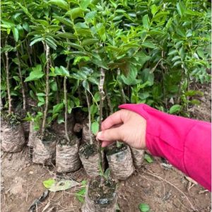 Cây giống hồng táo quả dài Tiger Tooth