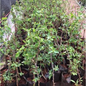 Cây giống hồng táo - táo tàu Dongzao chịu nhiệt 47,6 độ C, thu trái tháng 9-10 hàng năm