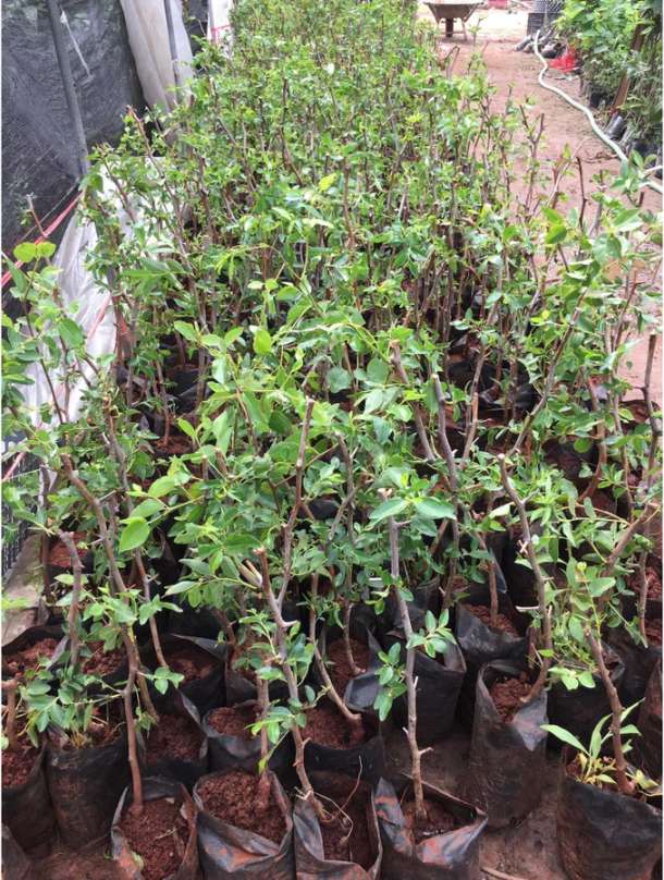 Cây giống hồng táo - táo tàu Dongzao chịu nhiệt 47,6 độ C, thu trái tháng 9-10 hàng năm