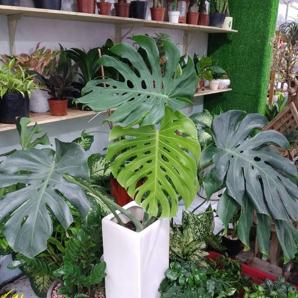 Cây Trầu bà Nam Mỹ (Monstera) là cây gì? Ý nghĩa và cách chăm sóc - 4