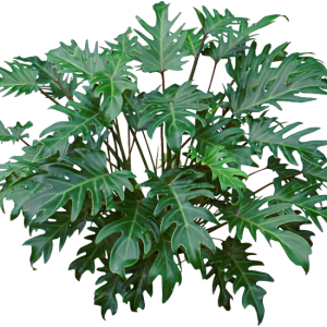 Cây giống Trầu Bà Chân Vịt - CayGiongTot