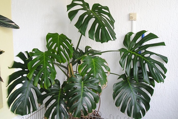 Cây Trầu bà Nam Mỹ (Monstera) là cây gì? Ý nghĩa và cách chăm sóc - 3