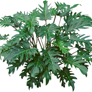 Cây giống Trầu Bà Chân Vịt - CayGiongTot