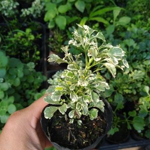 [Cây phong thủy] Đinh Lăng Cẩm Thạch - CayGiongTot