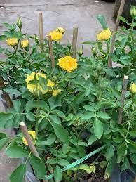 [Cây giống hoa] hồng BỤI trứng vàng (tỉ muội vàng) - CayGiongTot