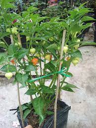 images-2-6d983893-0496-4ac4-b981-80d2f88c1fdd Chậu cây Ớt Habanero trái tim (Heart Habanero) trưởng thành