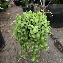 [Cây phong thủy] Lan Đô La - CayGiongTot