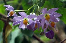 [Cây giống hoa] Tiêu Nương - Dây Tiêu Nương (cây leo) Solanum seaforthianum - CayGiongTot