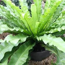 [Cây phong thủy] Ráng Ổ Phụng - cây lớn