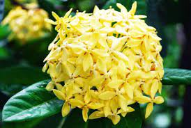 Cây giống Cây Bông Trang (mẫu đơn) - CayGiongTot