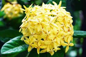 Cây giống Cây Bông Trang (mẫu đơn) - CayGiongTot