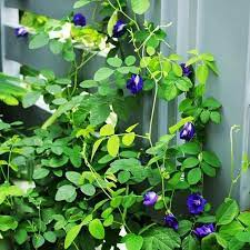 Cây giống hoa đậu biếc - CayGiongTot