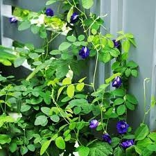 Cây giống hoa đậu biếc - CayGiongTot