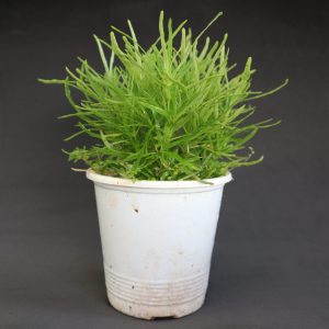 Cây giống Cỏ Mây Mỹ - CayGiongTot