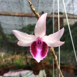 [Giống hiếm] Lan Giả Hạc Hòn Hèo Nha Trang hoa to đẹp rất thơm - Cây giống năm 2 khoẻ mạnh 10 cm