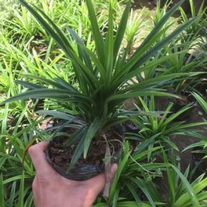 Cây giống Cây Lá Dứa (lá nếp) - CayGiongTot
