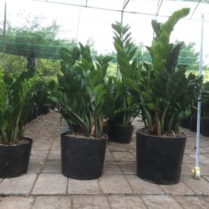 Cây giống Kim Tiền (Kim Phát Tài) - CayGiongTot