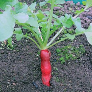 GÓI 20GR HẠT GIỐNG CỦ CẢI ĐỎ DÀI NO 1