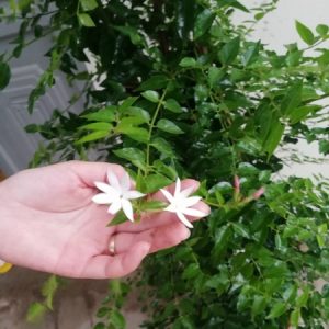 Cây giống nguyệt quế leo - CayGiongTot