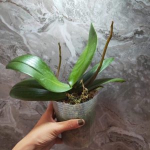 Cây Lan hồ điệp có sẵn 2 ngồng hoa - giao cây to như hình, hoa có màu ngẫu nhiên, không chọn màu