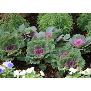 Cây giống cải Kale hoa hồng tím (Hoa Hồng Sa Mạc) - Kale flowers - Brassica Oleracea