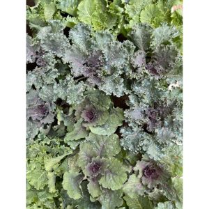 Cây giống cải Kale hoa hồng tím (Hoa Hồng Sa Mạc) - Kale flowers - Brassica Oleracea