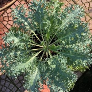 Combo 5 cây Kale rong biển ươm vỉ