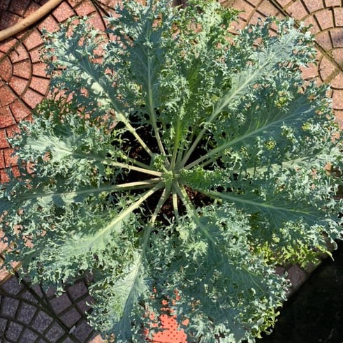 Combo 5 cây Kale rong biển ươm vỉ