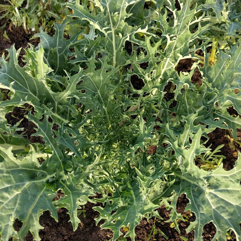 Combo 5 cây Kale rong biển ươm vỉ