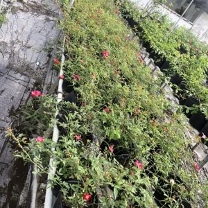 Chậu hoa hồng Nhật Kazehanabi (chậu C8) - Cây trưởng thành sắp hoa