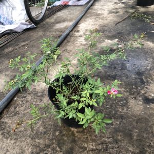 Chậu hoa hồng Nhật Kazehanabi (chậu C8) - Cây trưởng thành sắp hoa