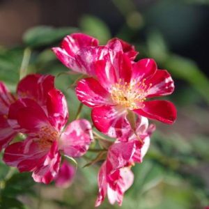 Chậu hoa hồng Nhật Kazehanabi (chậu C8) - Cây trưởng thành sắp hoa